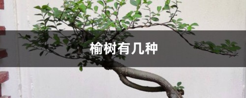 榆树有几种