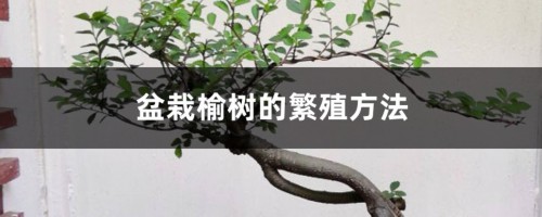 榆树怎么繁殖，可以用种子繁殖吗