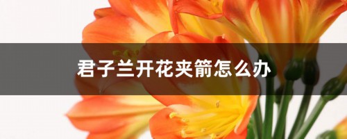 君子兰开花夹箭怎么办，开花后的茎怎么处理