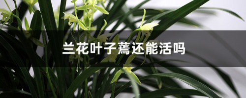 兰花叶子蔫还能活吗