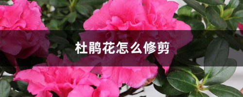 杜鹃花怎么修剪