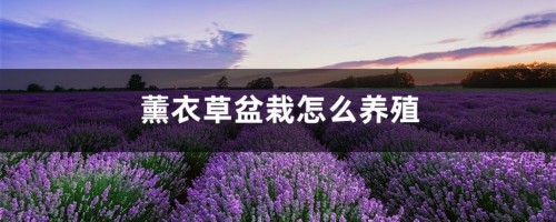 薰衣草盆栽怎么养殖