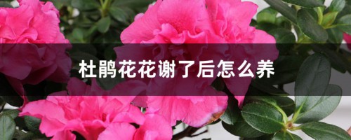 杜鹃花花谢了后怎么养