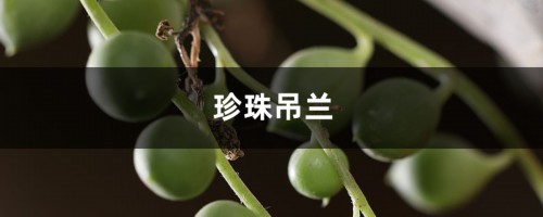 珍珠吊兰冬天不好过？掌握好这三点，平安越冬！