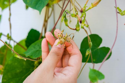 牵牛花